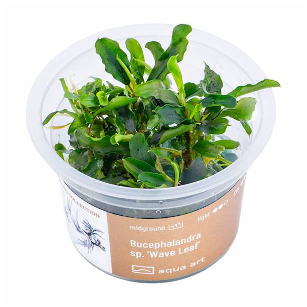 Bucephalandra sp.’Wave Leaf’ In Vitro Kubek.jpg